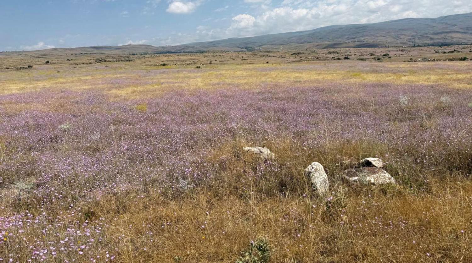 Վարելահող, Կաքավաձոր