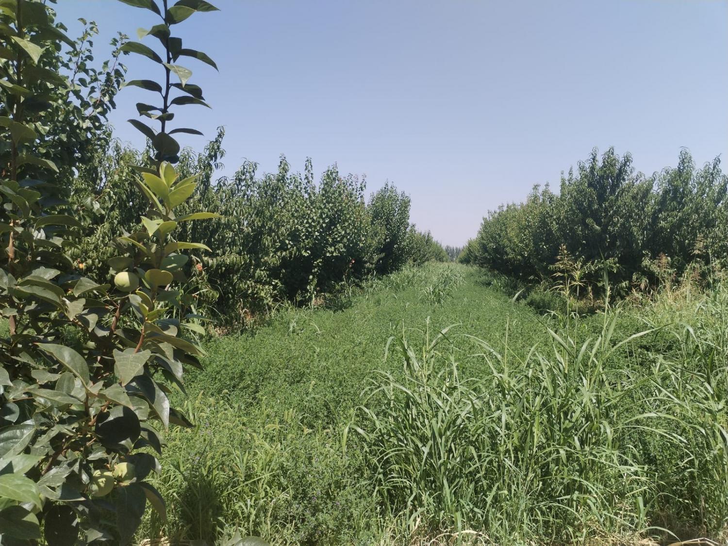 Հողամաս, Սարդարապատ